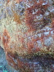 Dicranella rufescens