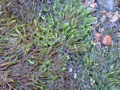 Hygrohypnella ochracea