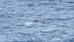 Stenella attenuata attenuata