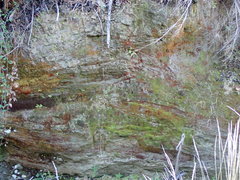 Dicranella rufescens