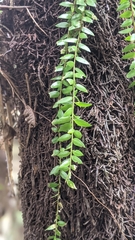 Phlegmariurus salvinioides