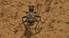 Anthia duodecimguttata