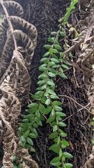 Phlegmariurus salvinioides