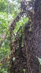 Phlegmariurus salvinioides