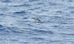 Stenella attenuata attenuata