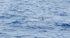 Stenella attenuata attenuata