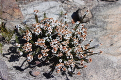 Epacris muelleri