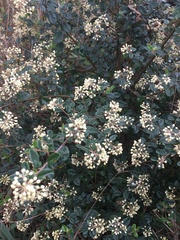 Pomaderris vacciniifolia