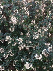 Pomaderris vacciniifolia