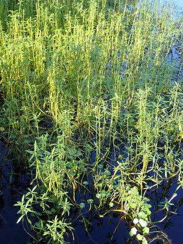 Alternanthera image
