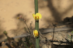 Bossiaea ensata