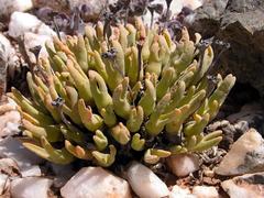 Meyerophytum globosum