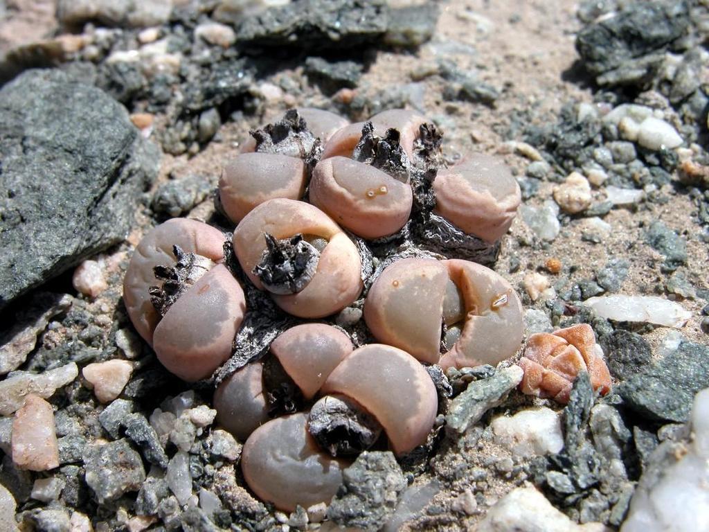 Lithops optica