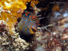 Tessellated Blenny photo 3