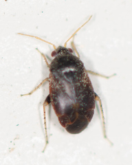 Phoenicocoris