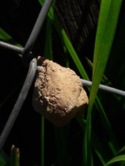 Insecta
