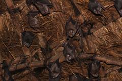 Hipposideros caffer