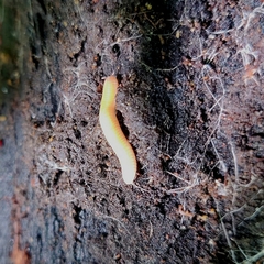 Polyzoniidae
