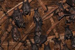 Hipposideros caffer