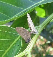 Pseudonacaduba sichela sichela