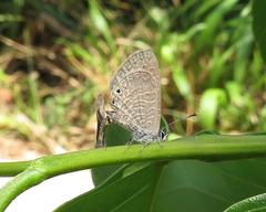 Pseudonacaduba sichela sichela