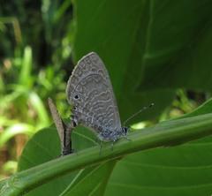Pseudonacaduba sichela sichela