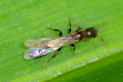 Pseudomyrmex ejectus