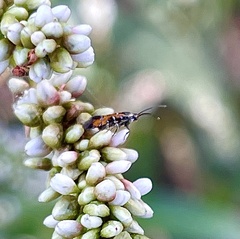 Neoheliodines hodgesi