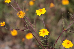 Tagetes lunulata