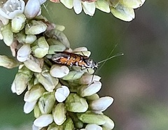 Neoheliodines hodgesi