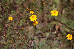 Tagetes lunulata