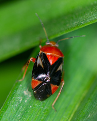 Neocapsus cuneatus