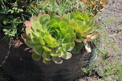 Aeonium canariense