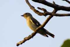 Ficedula semitorquata