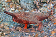 Longnose Batfish photo 2