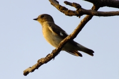 Ficedula semitorquata