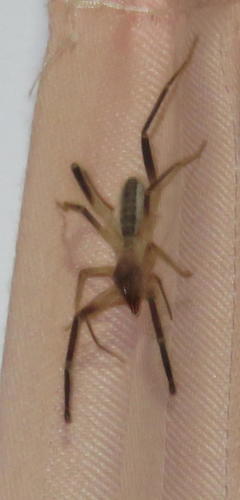 Daesiidae