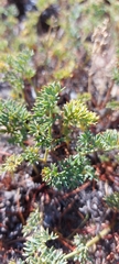 Phlojodicarpus sibiricus