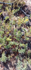 Phlojodicarpus sibiricus