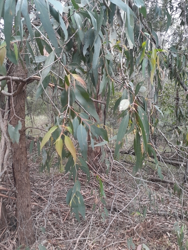 Image of Eucalyptus radiata by no rights reserved