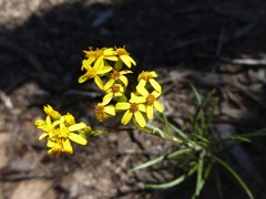 Senecio linearifolius linearifolius