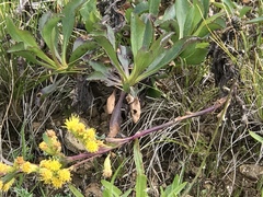 Solidago spathulata