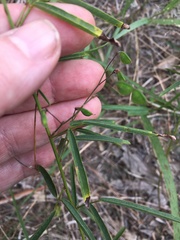 Desmodium strictum