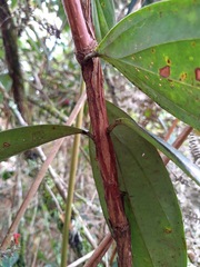 Psammisia