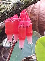 Psammisia