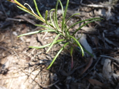 Senecio linearifolius linearifolius