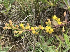 Solidago spathulata