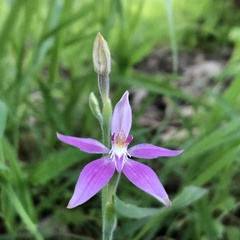 Caladenia latifolia