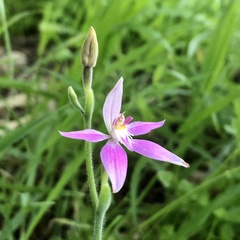 Caladenia latifolia
