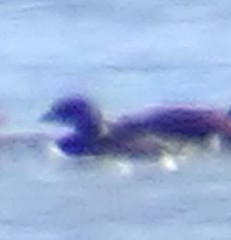 Podilymbus podiceps